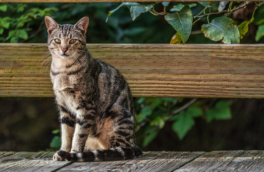 Wie alt werden Katzen eigentlich?