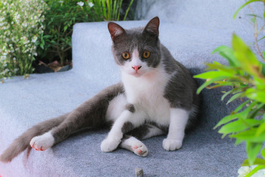 Die häufigsten Fragen: Spannende Katzenfakten und Antworten