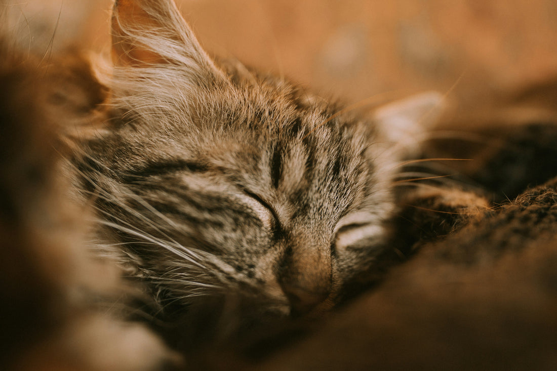 Wieso schnurren Katzen