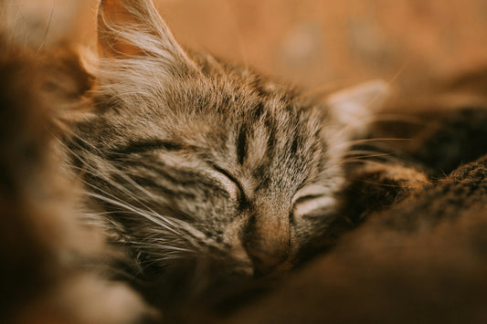 Wieso schnurren Katzen