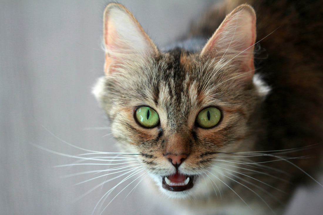 Wieso miauen Katzen
