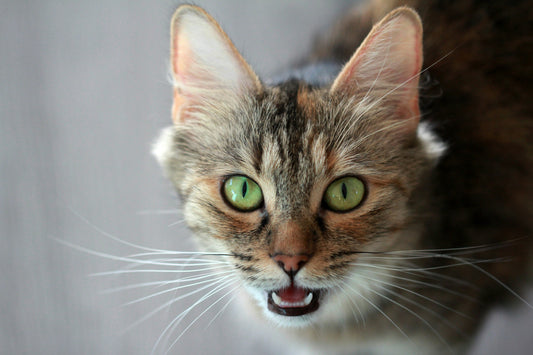Wieso miauen Katzen