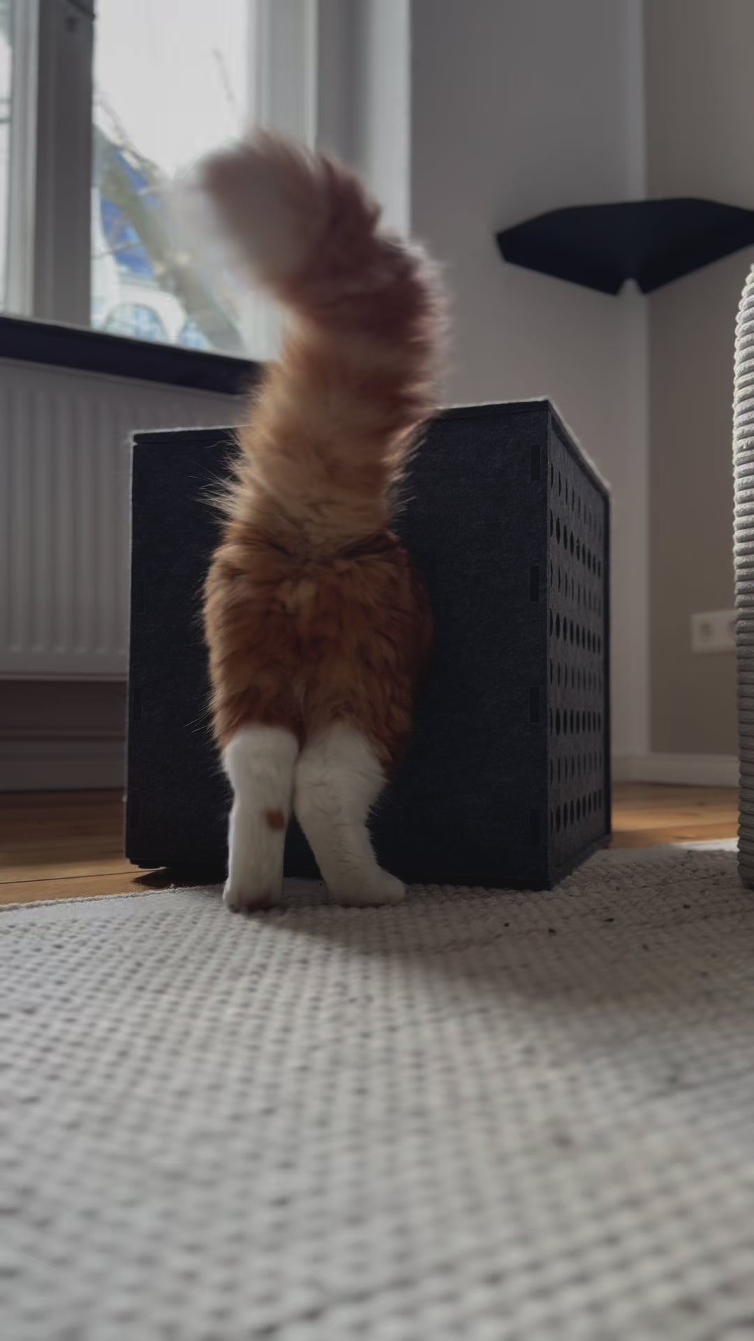 Katzenwürfel "Cube"